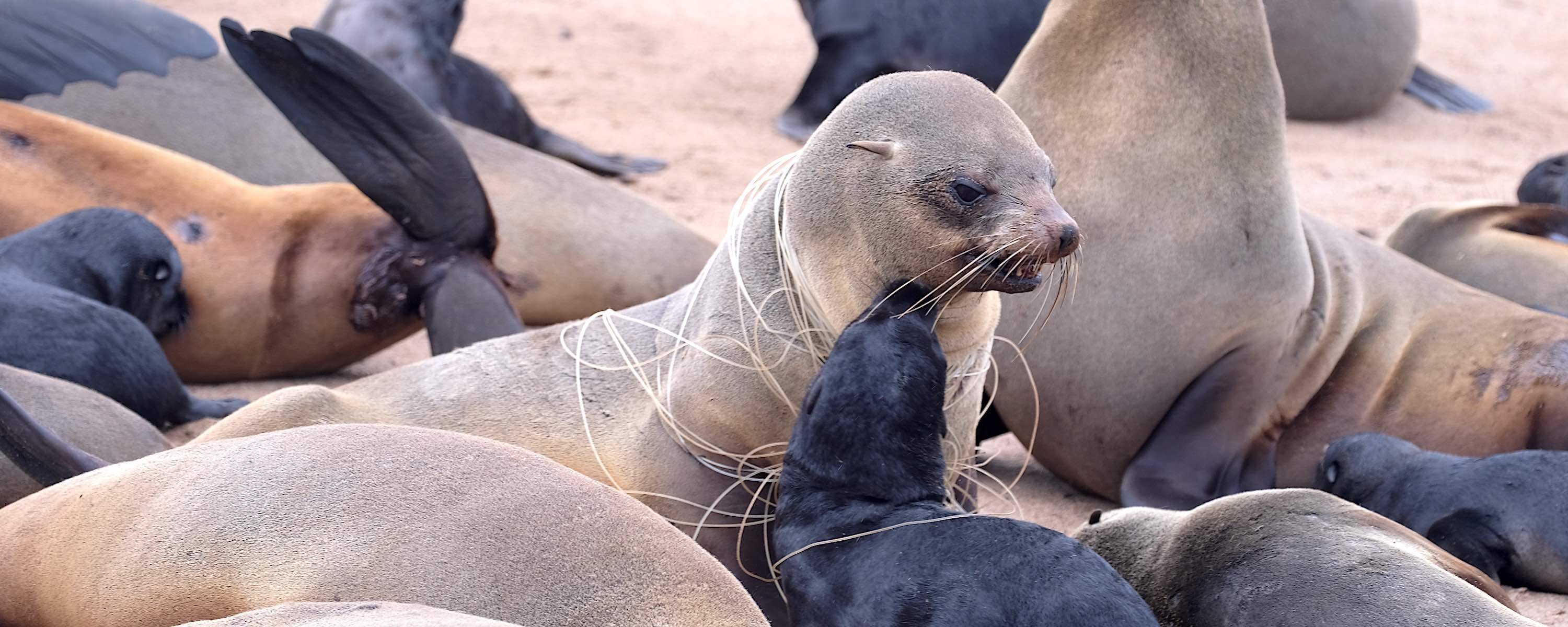 Close-up of a seal and pup wrapped in plastic line.