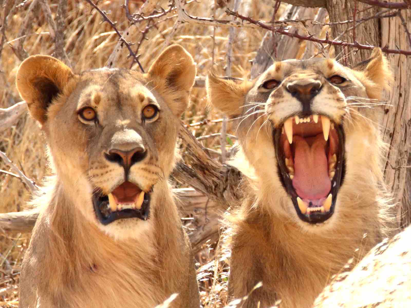 Close up of two lions, one of whom is roaring, or possibly yawning.