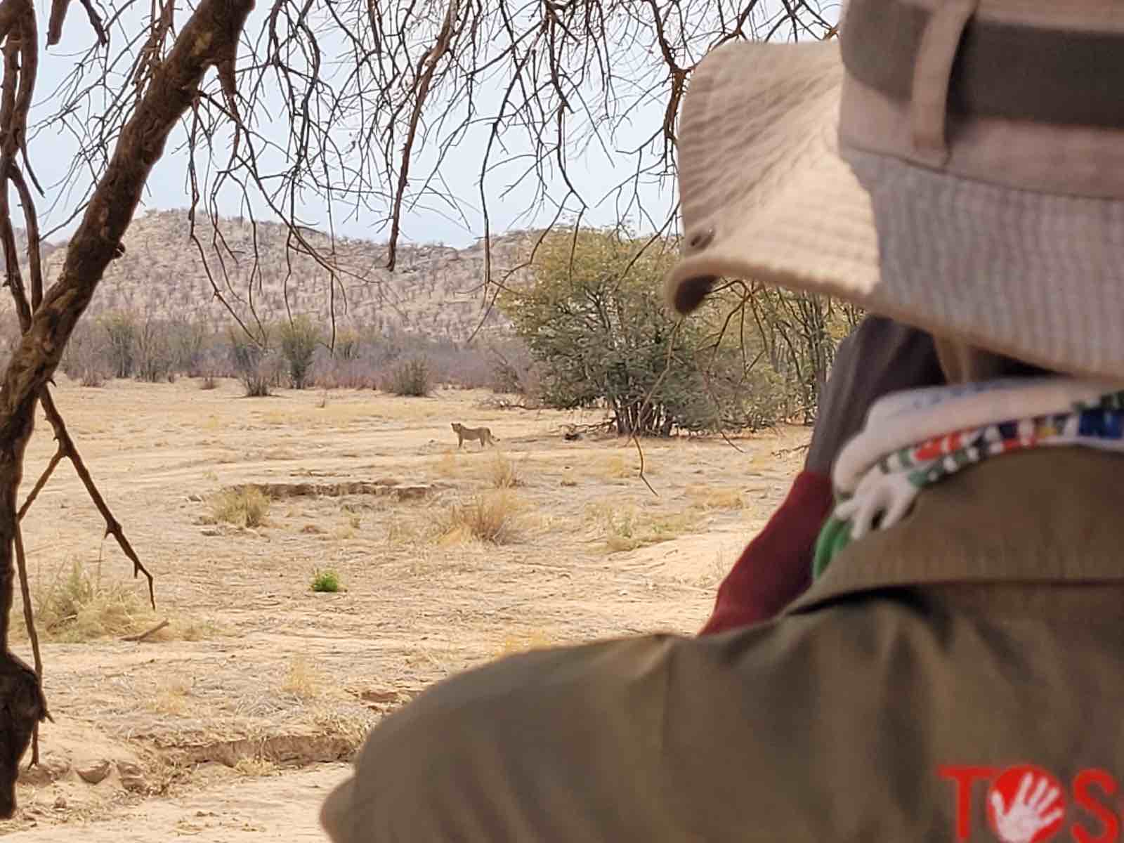 Orupupa Lion Ranger Kavekaetua Tjauira monitoring Hobatere lions.