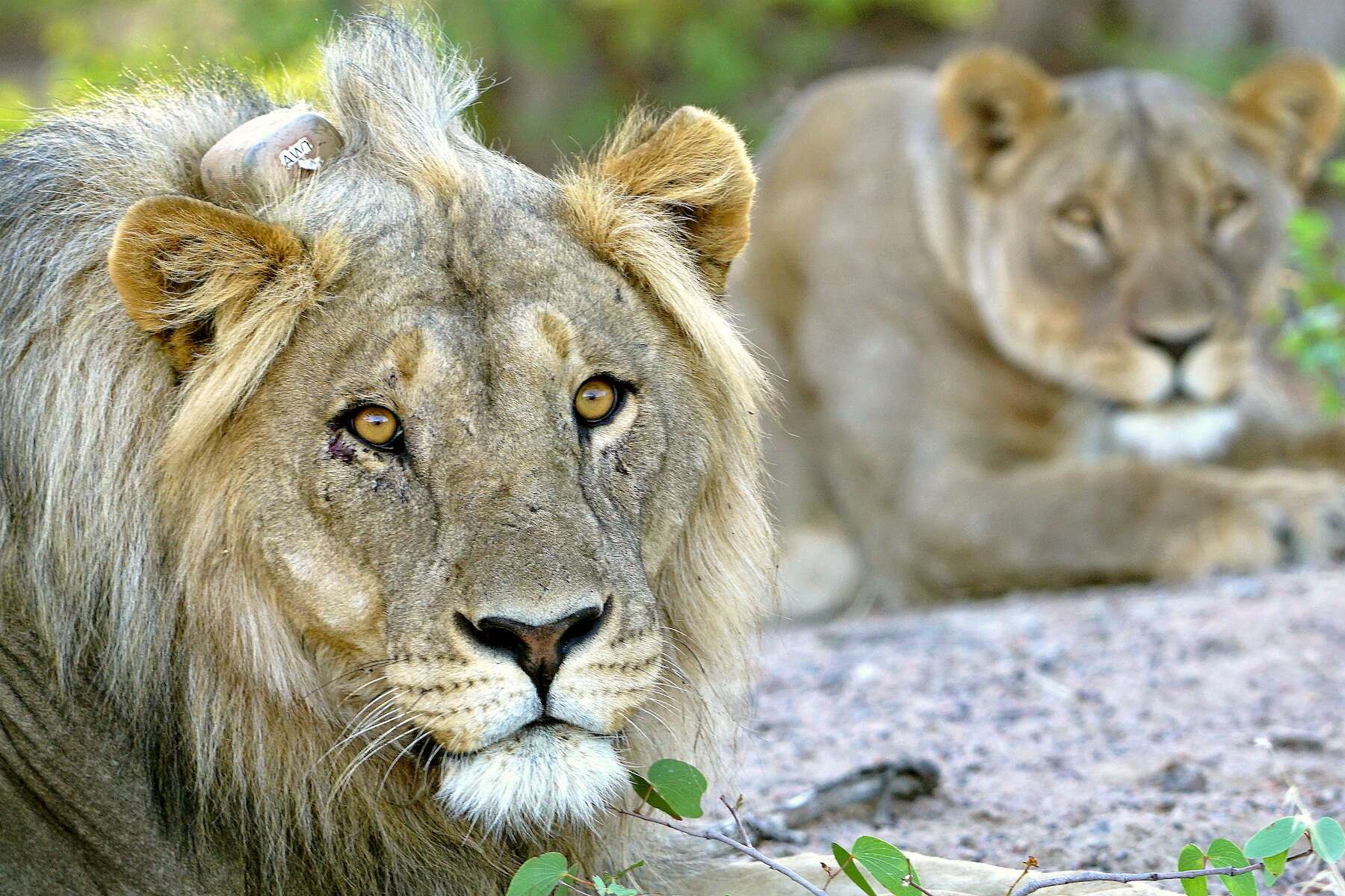 Two resting lions, one wearing a satellite collar.