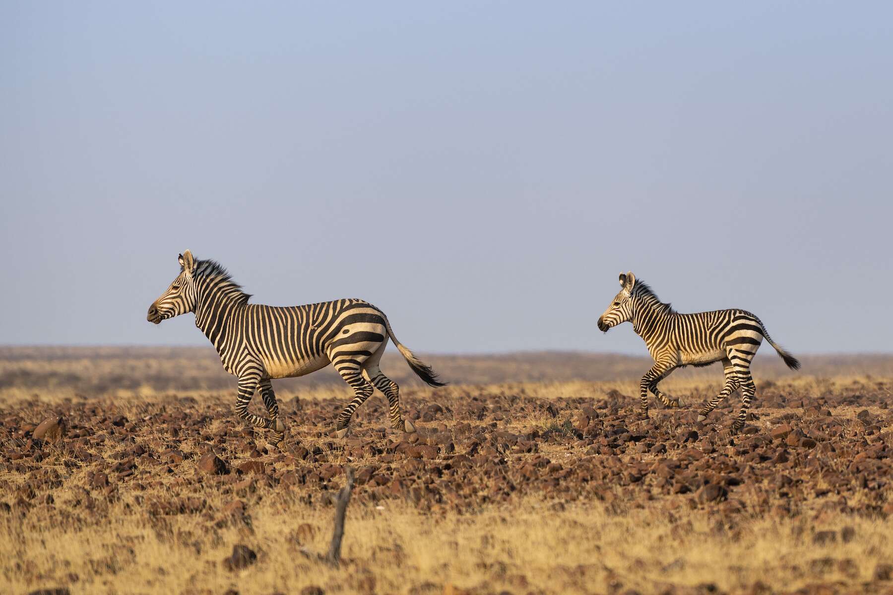 Two zebra running across a rocky plain.