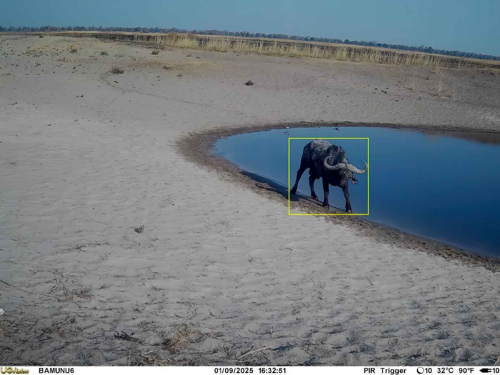 Camera trap image of a buffalo at a waterhole.