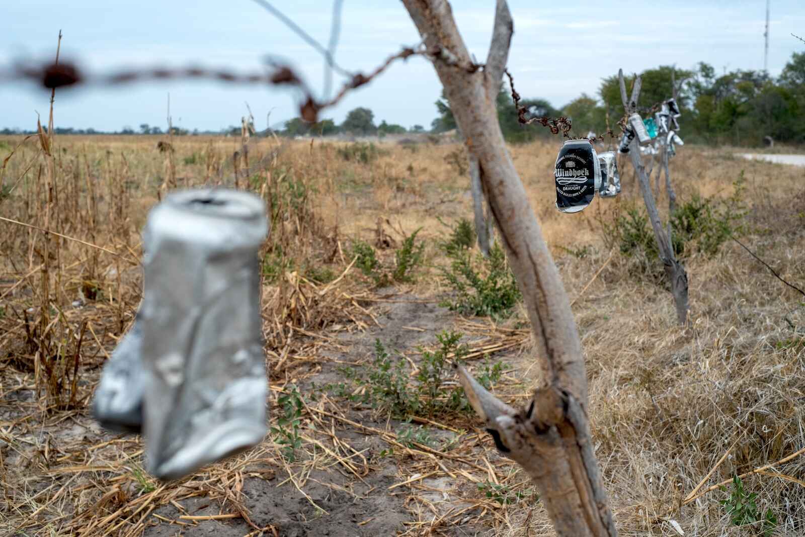 Camera trap image of a buffalo at a waterhole.
