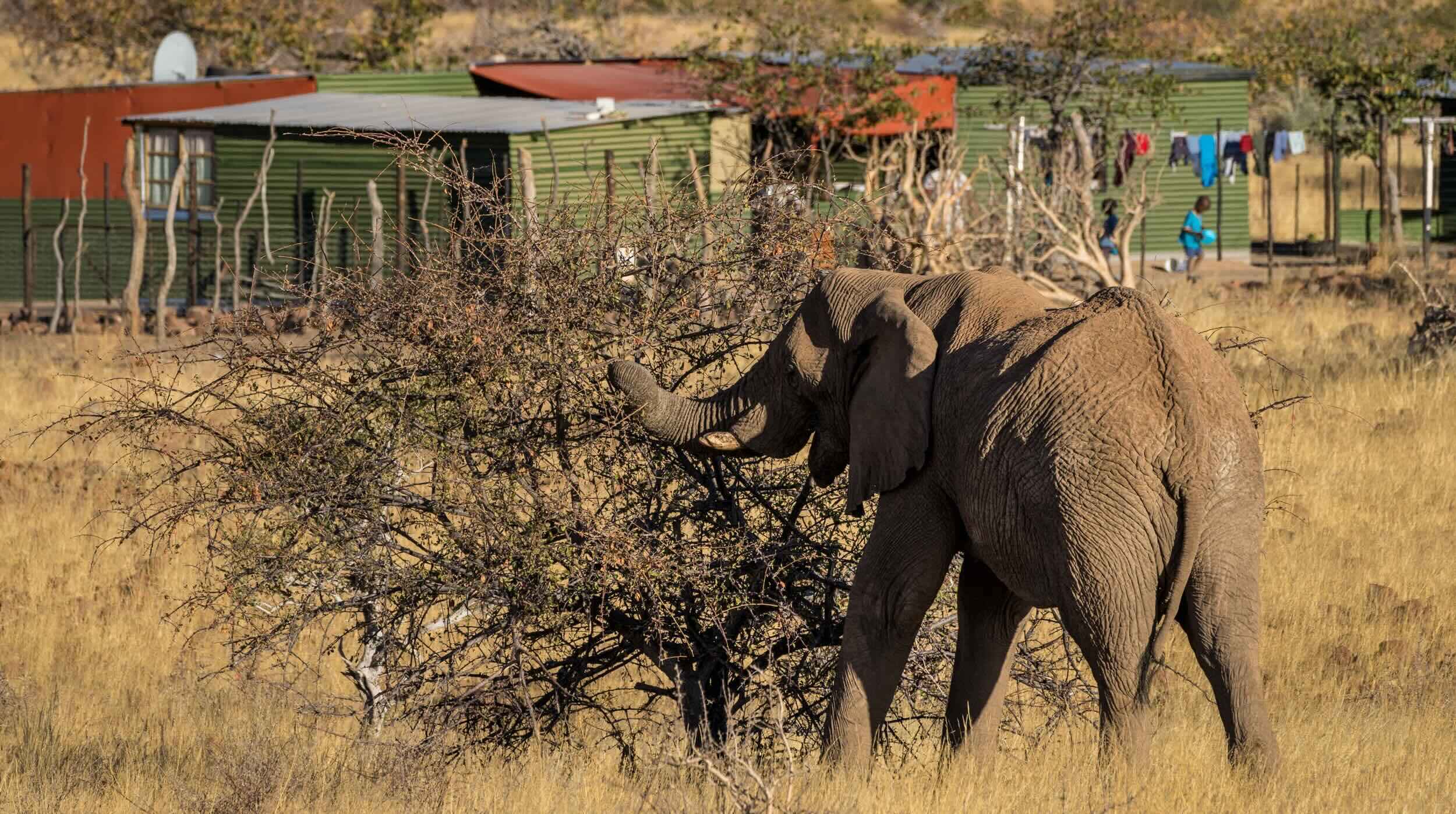 An elephant eating from a bush just in front of the boundary fence of a small village.