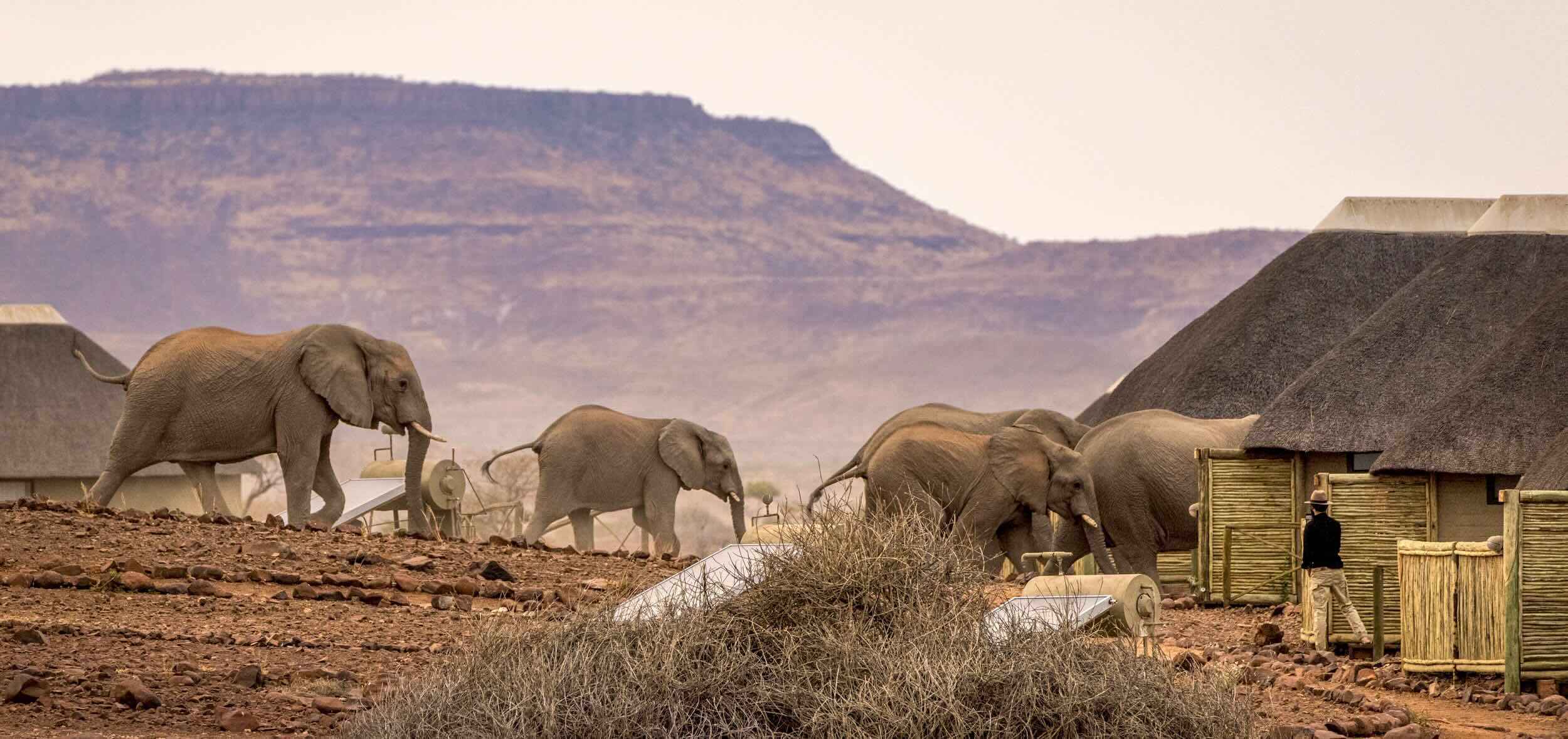 A group of elephants walking past a lodge's chalets.
