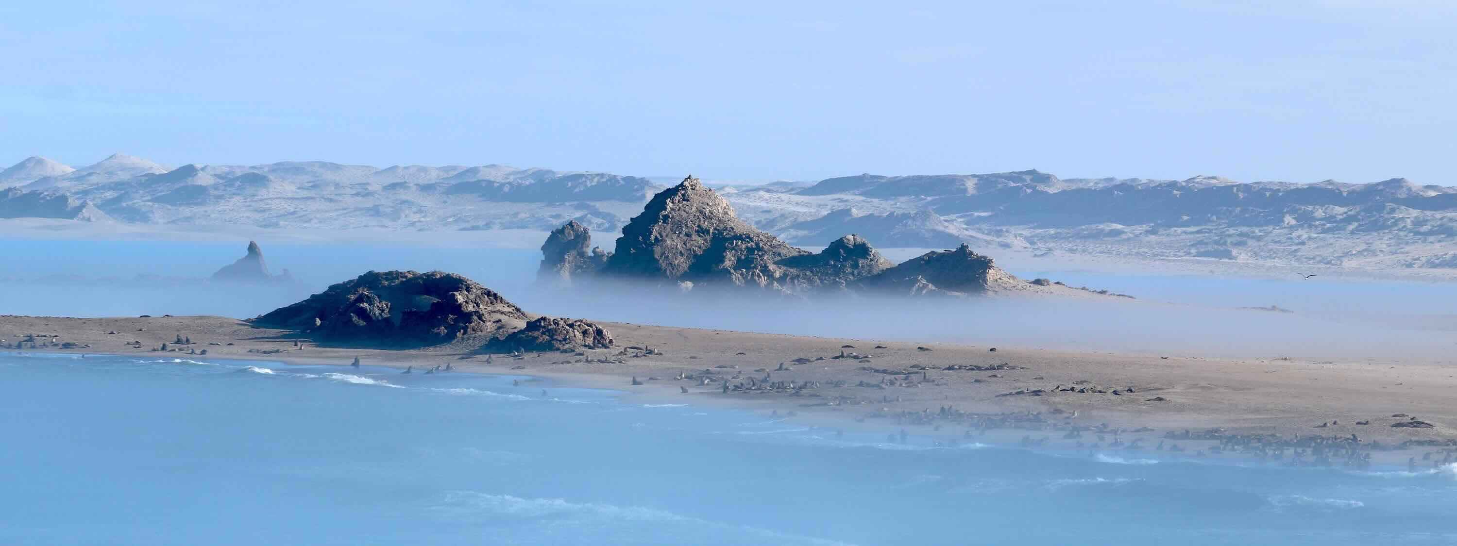 Aerial view of a seal colony rising from the sea mist.