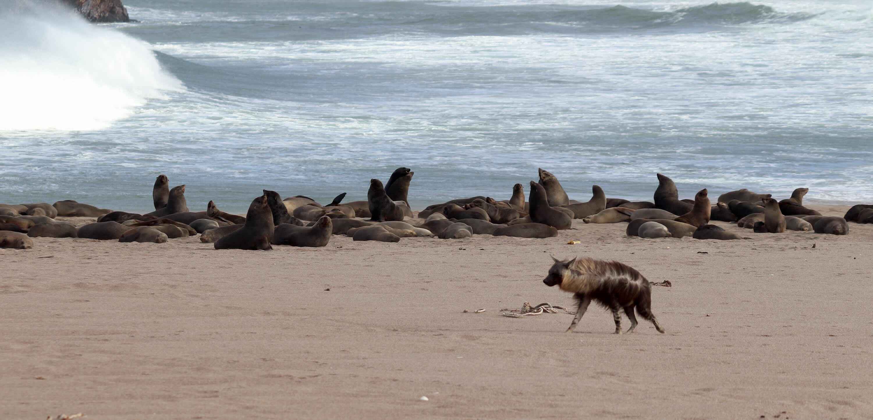A brown hyaena stalks along a beach while seals rest in the background..