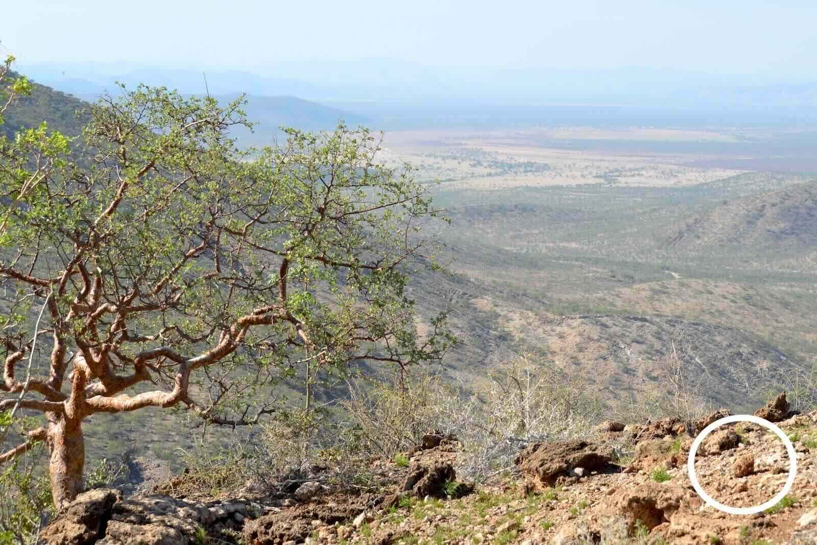 Elephent dung on the ground near the edge of a cliff.