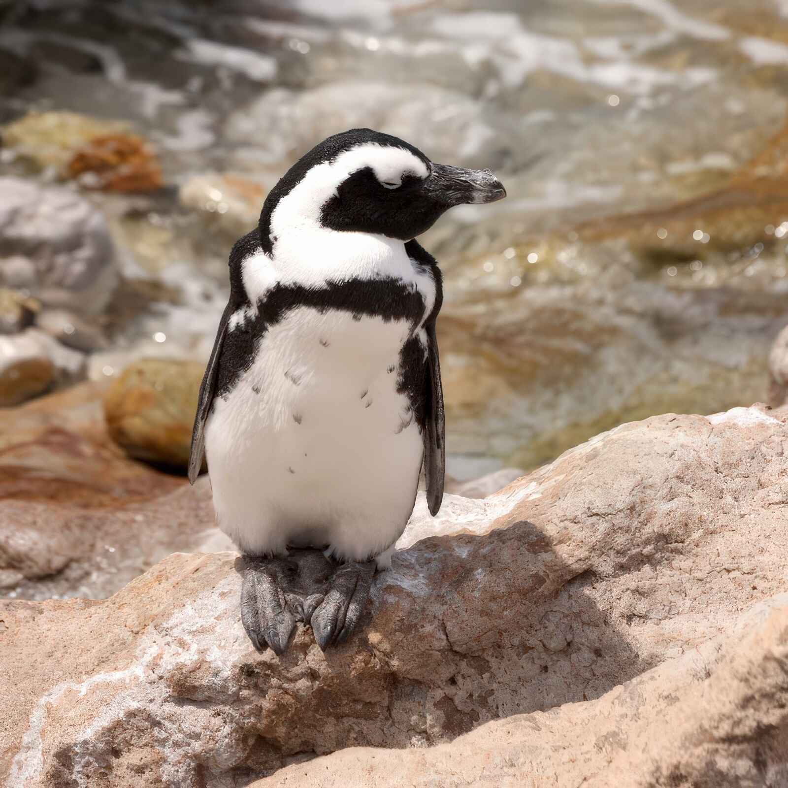 An African penguin on a rock.