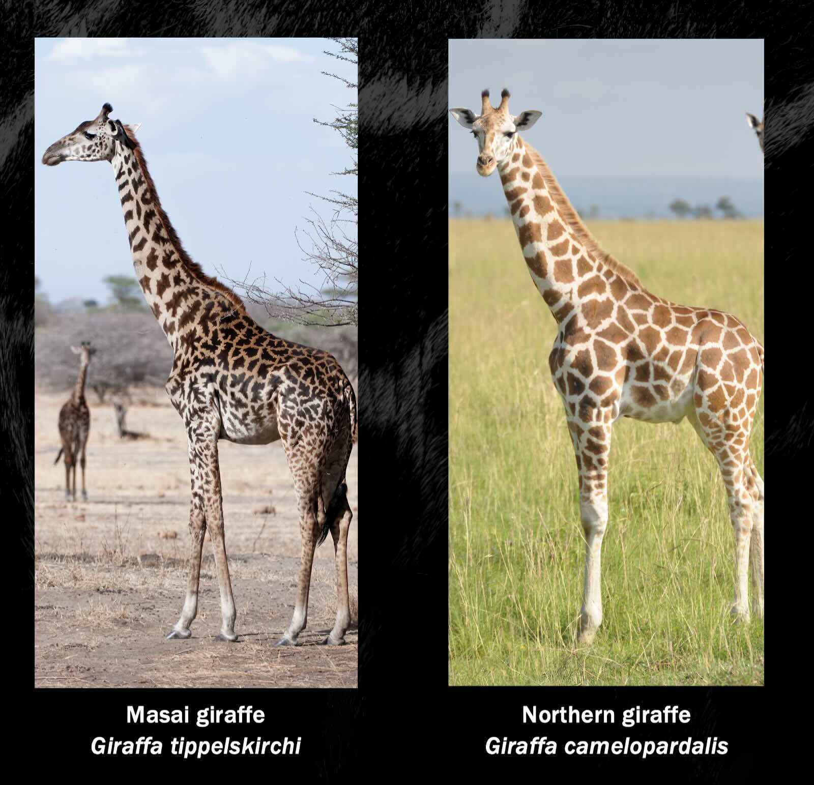 Comparative photos of two of the four giraffe species.