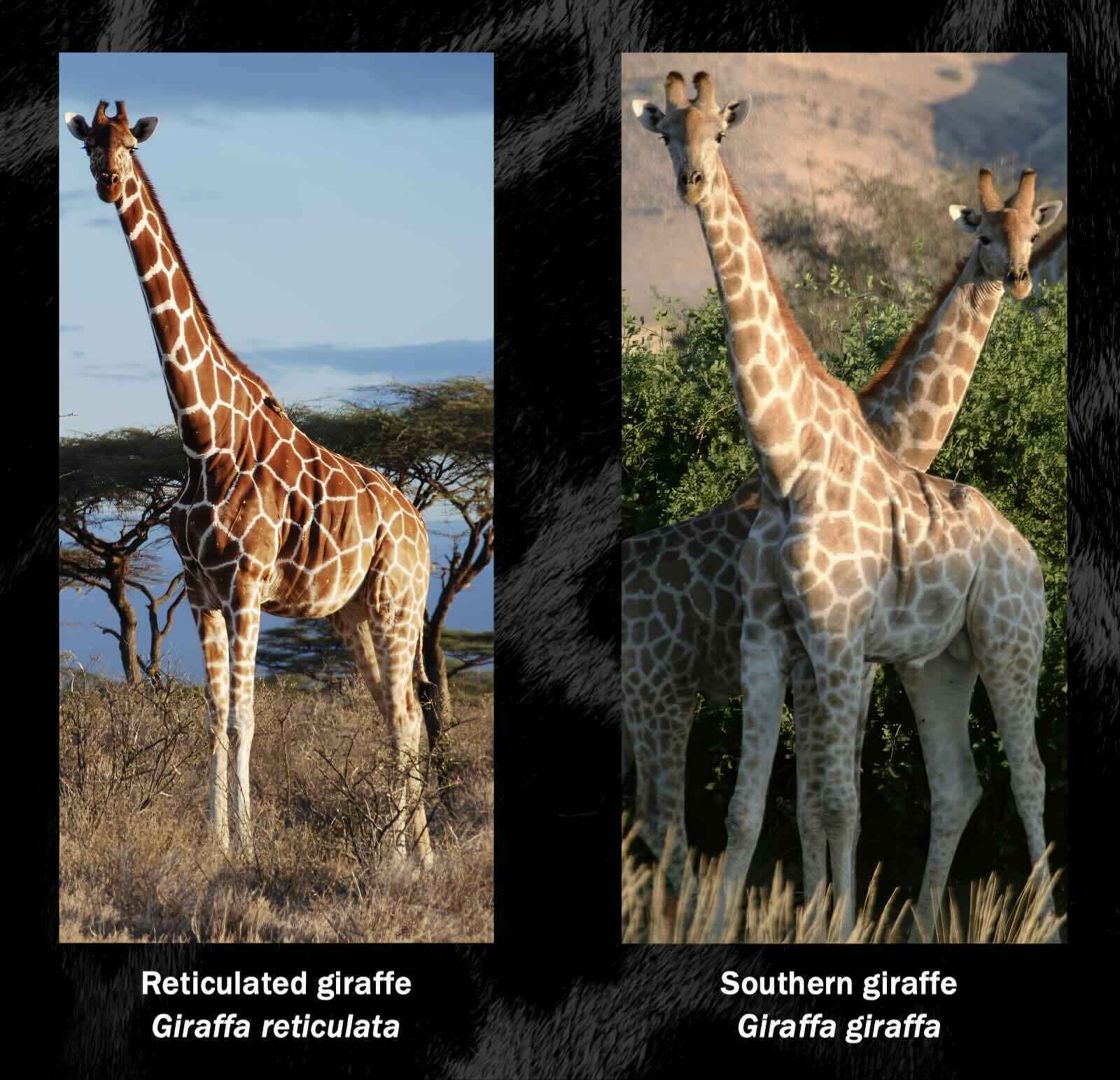 Comparative photos of two of the four giraffe species.