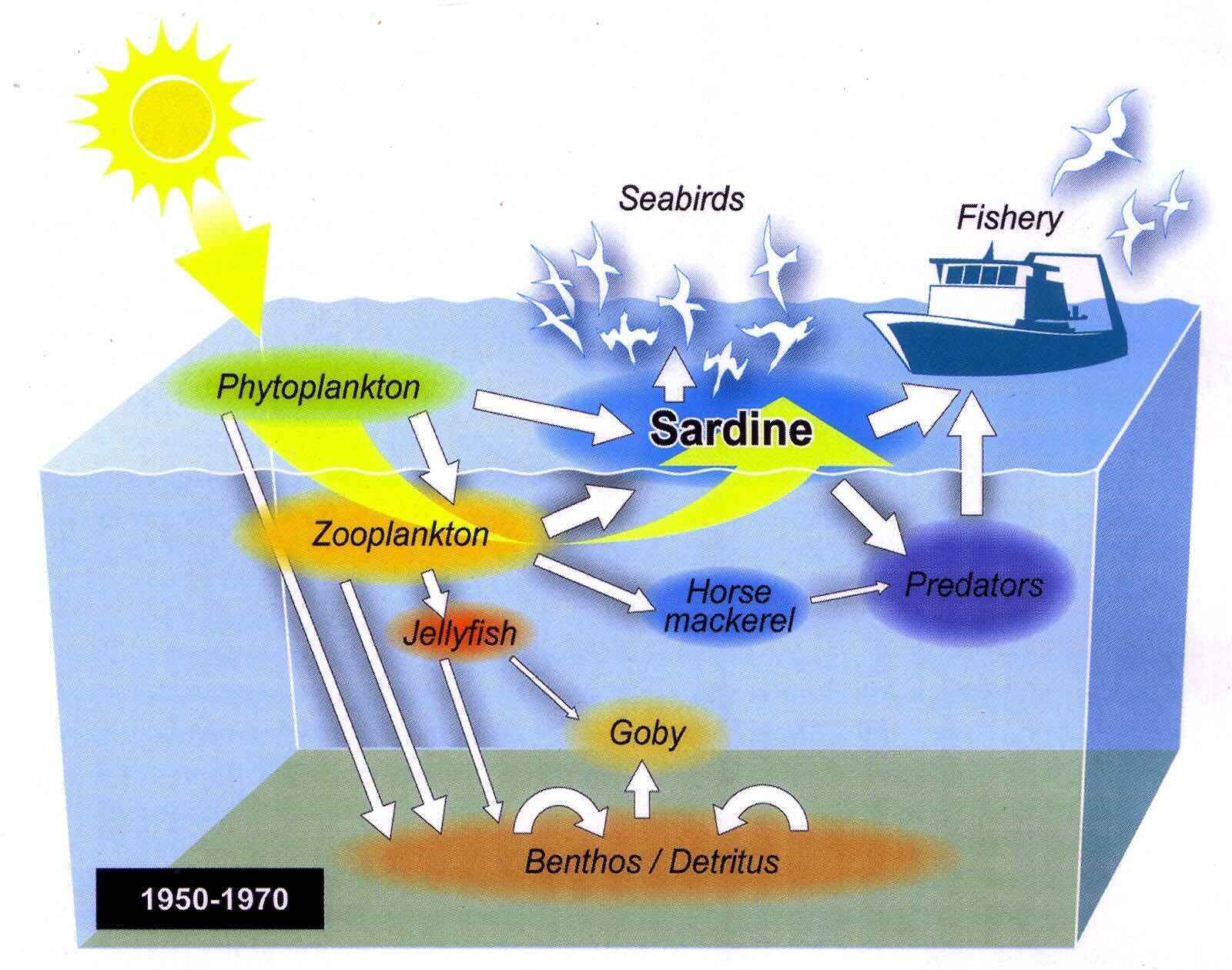 Infographic showing how the energy cycle works in the ocean during the years 1950-1970.