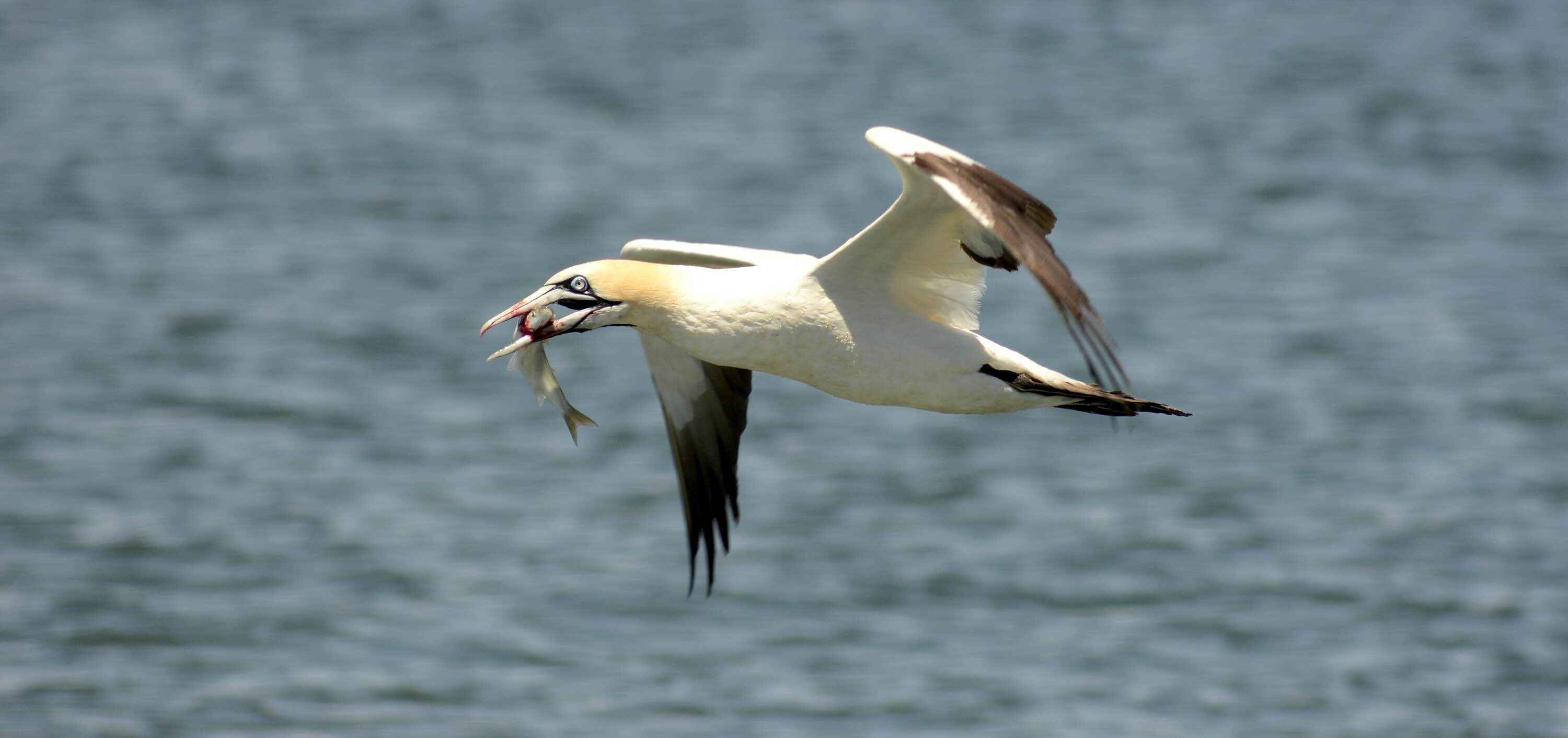A white seabird in flight with a fish clutched in its beak.