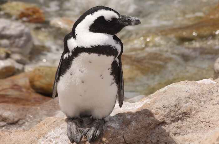 An African penguin stood on a rock.