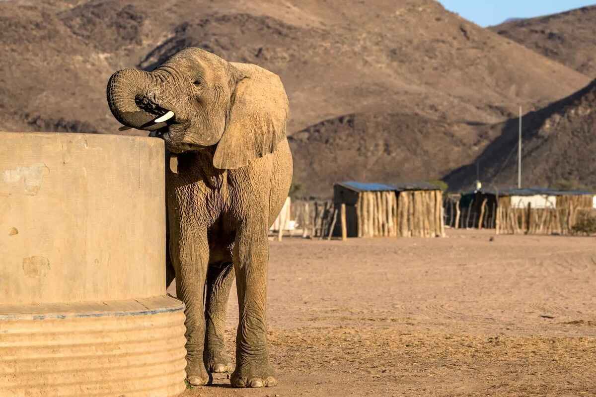 An elephant drinks from a watertank in front of a village.