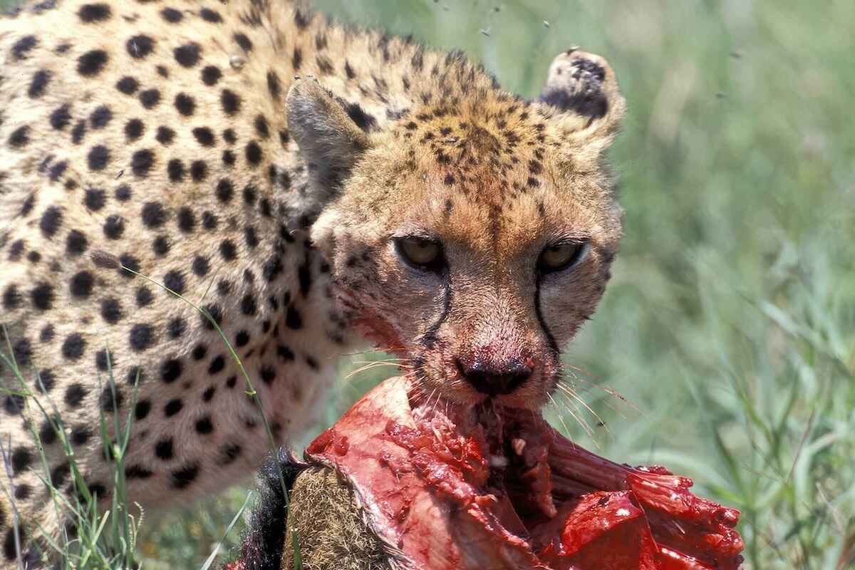 Close-up of a cheetah feeding on the meat of its prey.