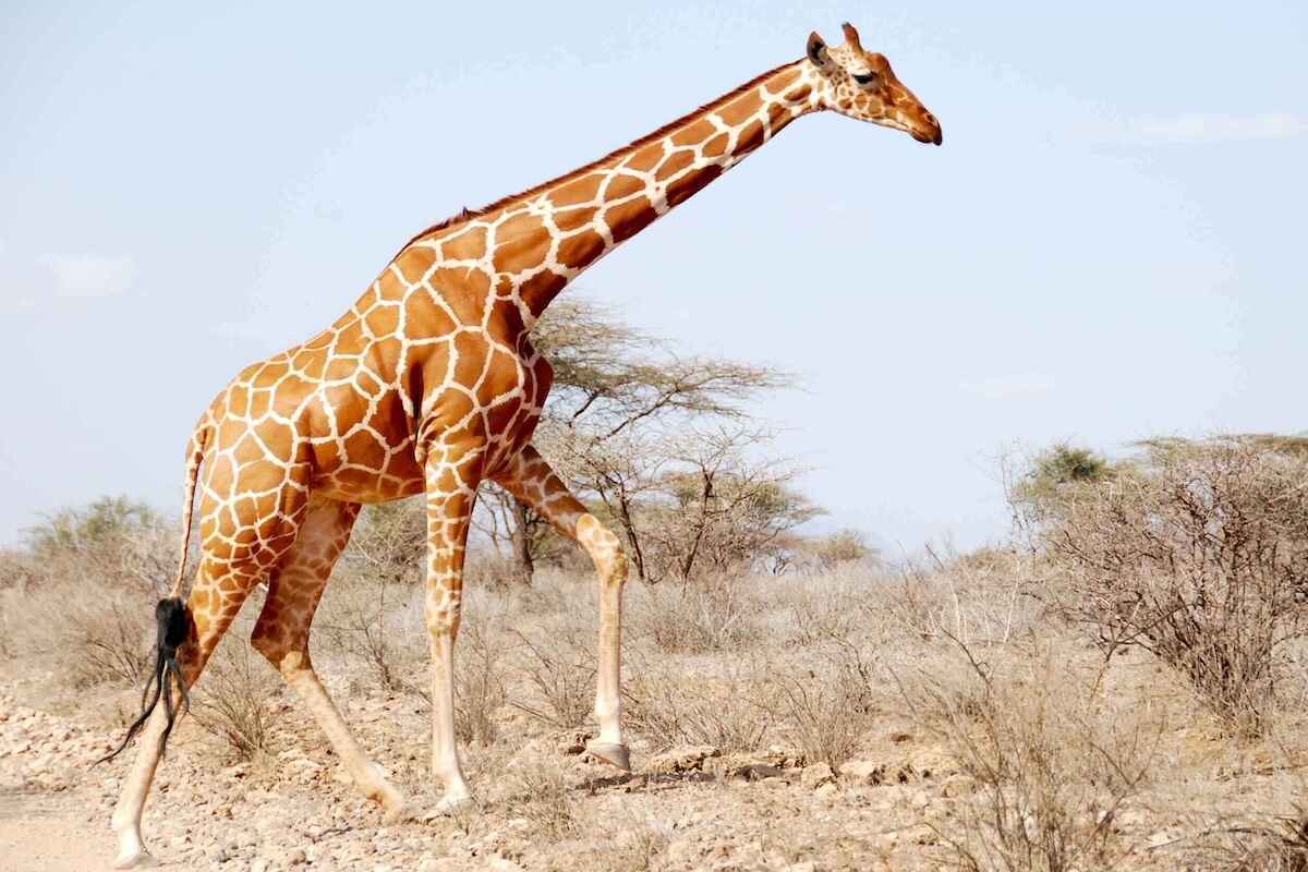 Side view of a giraffe walking over rocky ground against a pale blue sky.