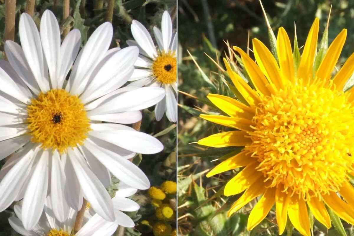 Two close-up images of Namibian flowers.