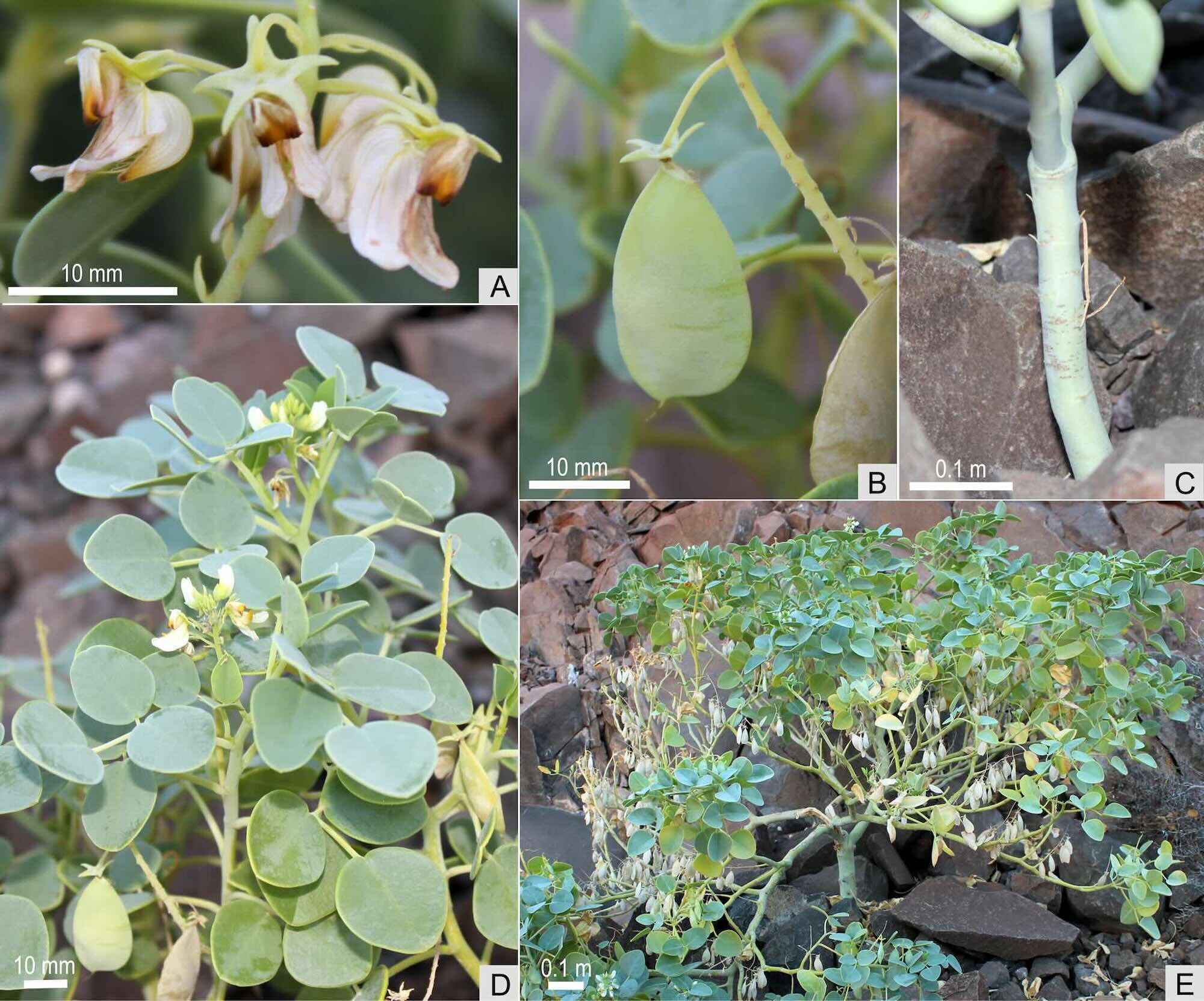 A collage of plant photos.