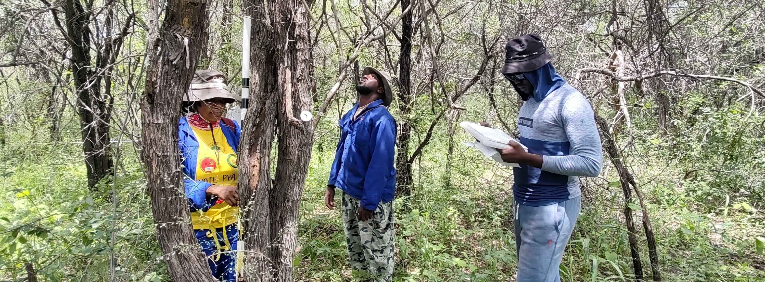 Three people measuring tree dimensions in a dense forest.