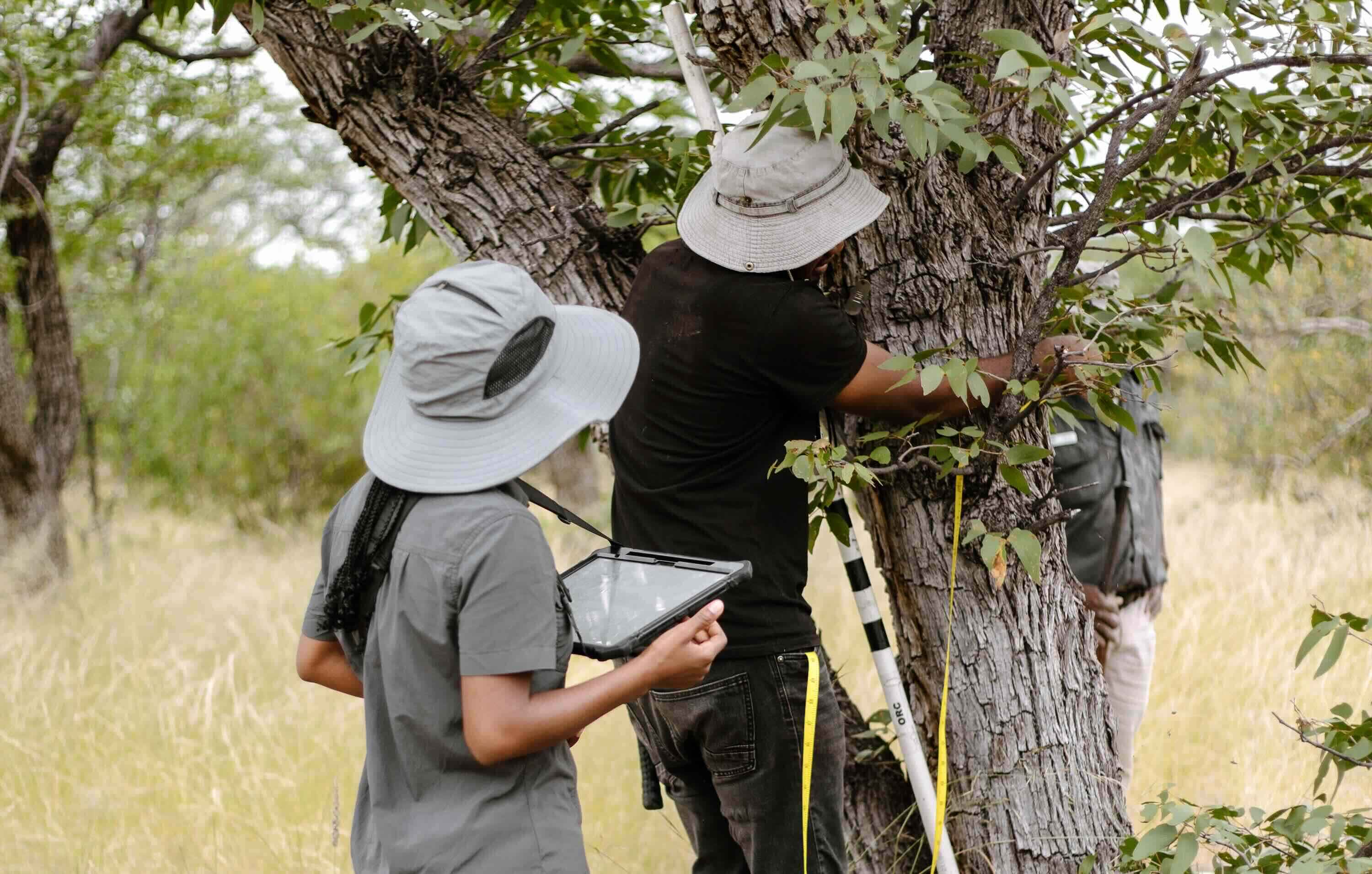 A man holds a tape measure around a tree trunk while a woman records his measurement on a tablet.