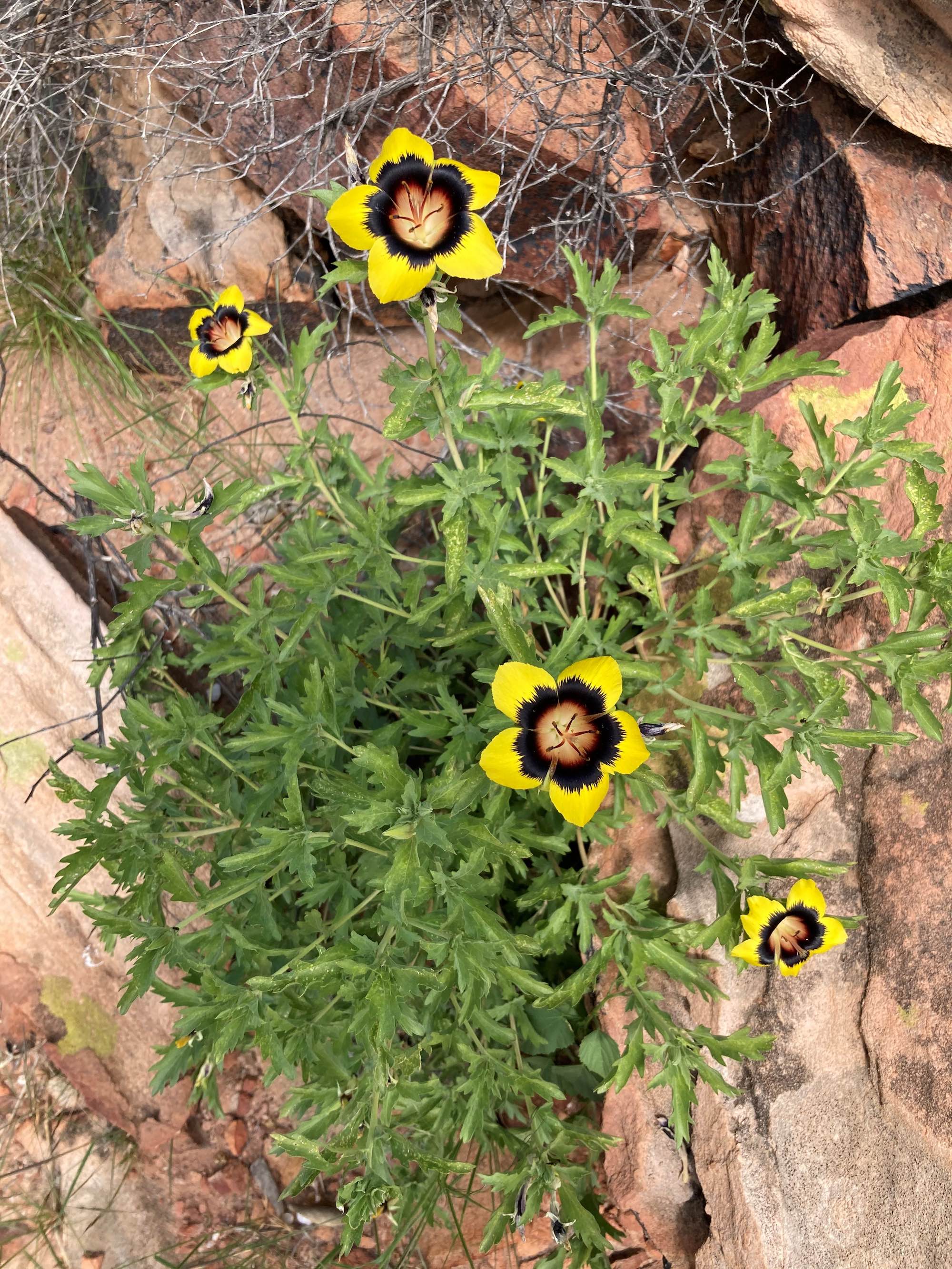 A small plant with green leaves and yellow flowers.