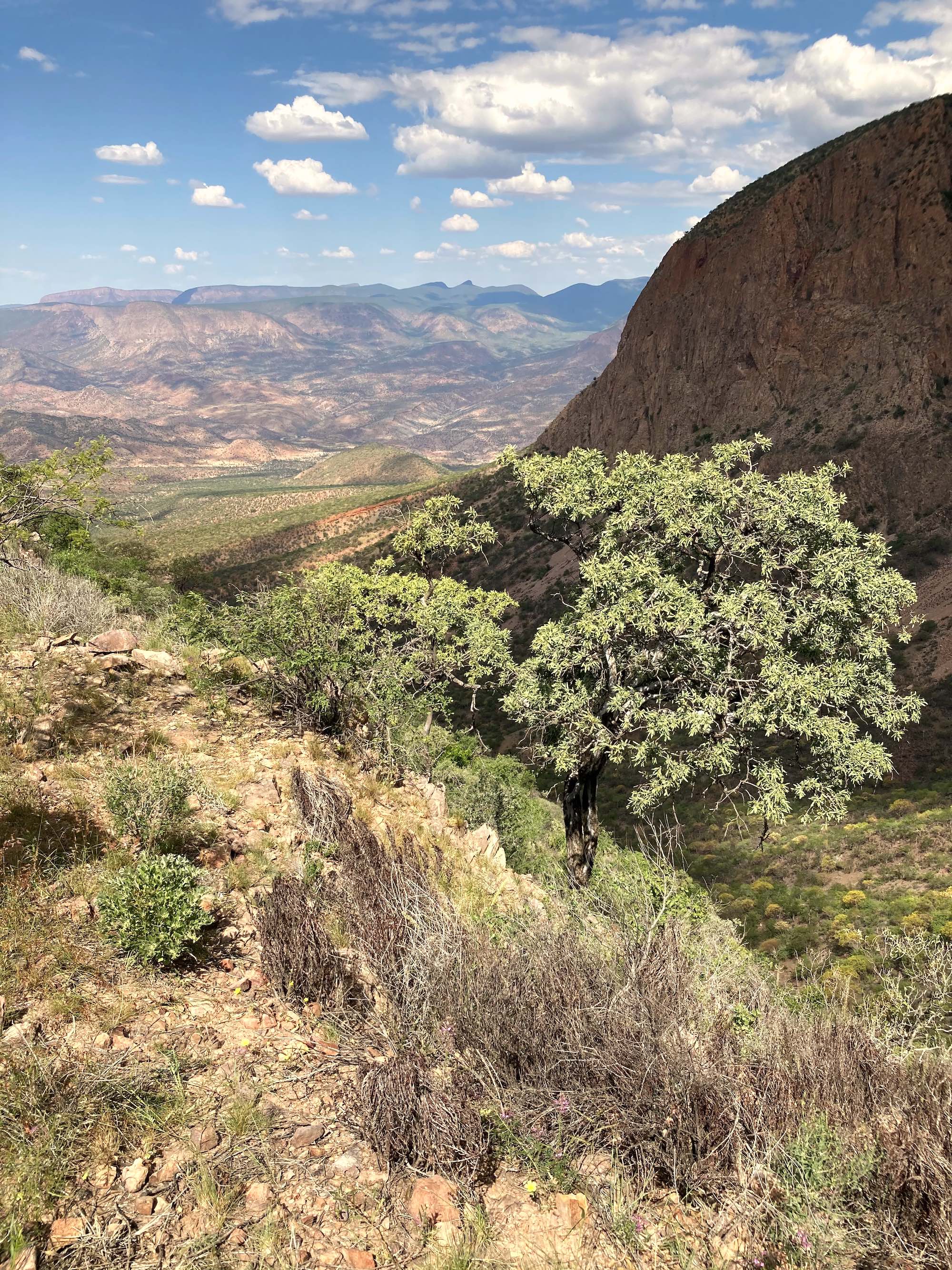 View down towards a valley with trees and shrubs in the foreground.