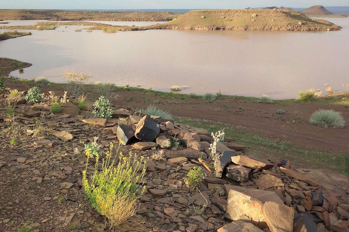 Green plants growing on the rocky shoreline of a dam.