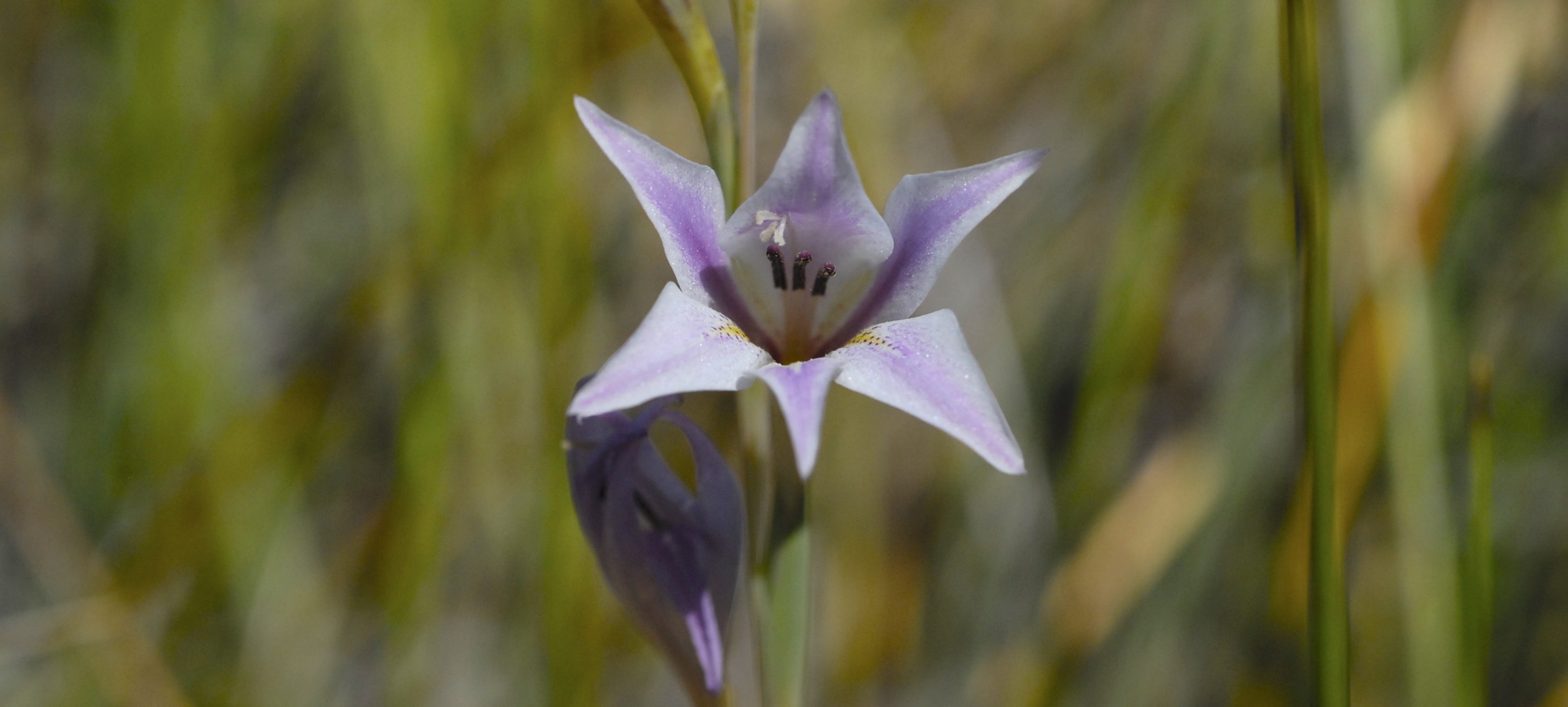 A pangolin being fitted with tracking devices.
