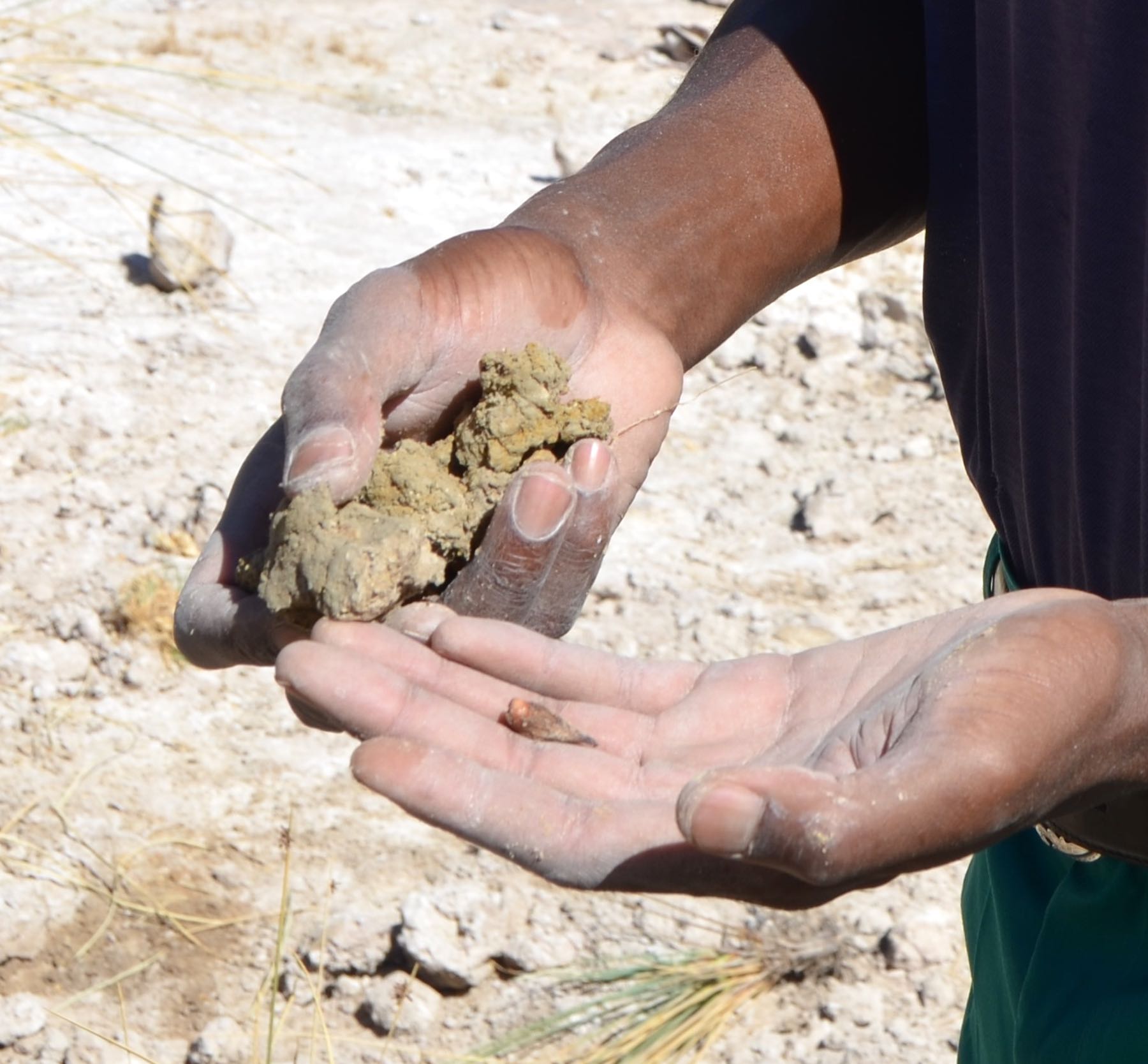 A diagram showing the territories of female pangolins.