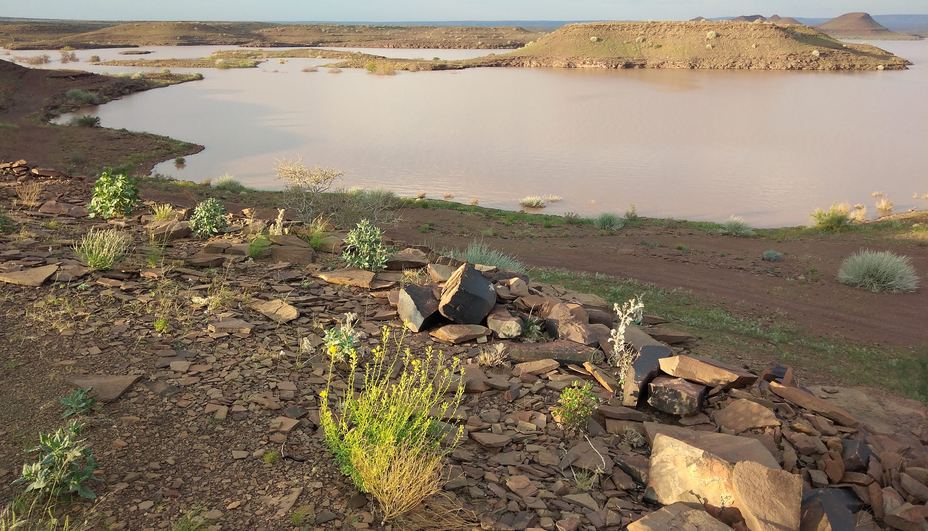 Green plants growing on a rocky shoreline with a large dam in the background.