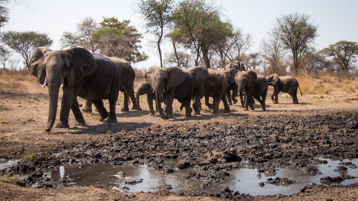 A map showing movements of lions in the same reserve.