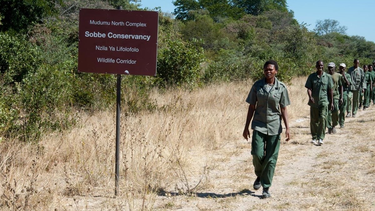 A map showing movements of the dogs.
