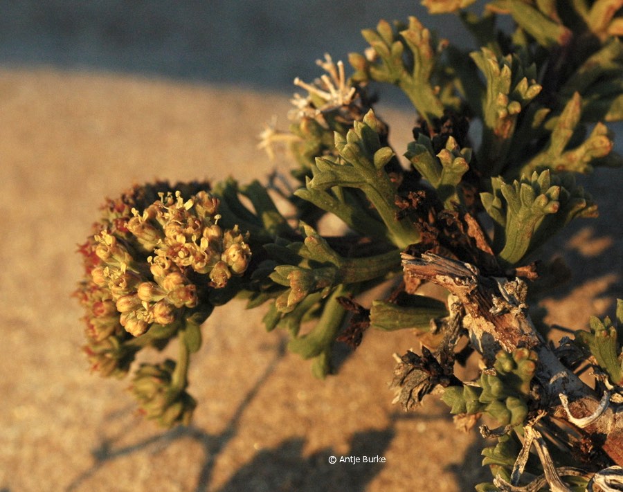 A close-up of a shrub with yellowish flowers, and dark green stems.