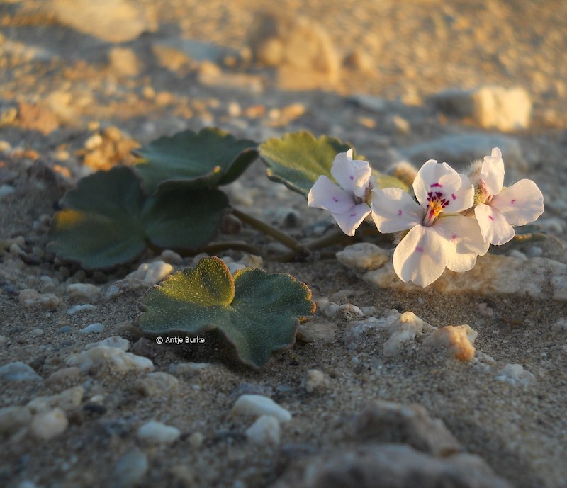 White flowers with purple highlights lie almost on the ground amongst their squarish green leaves.