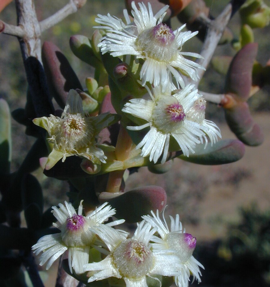 White flowers with thin, almost hair-like petals.