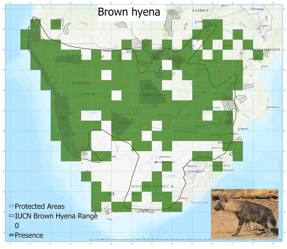 A distribution map of brown hyaena sightings showing that they live mostly in Namibia, Botswana and Zimbabwe.