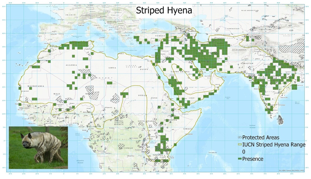 A distribution map of striped hyaena sightings showing that they occur across east and north Africa, and also the Middle East and India.