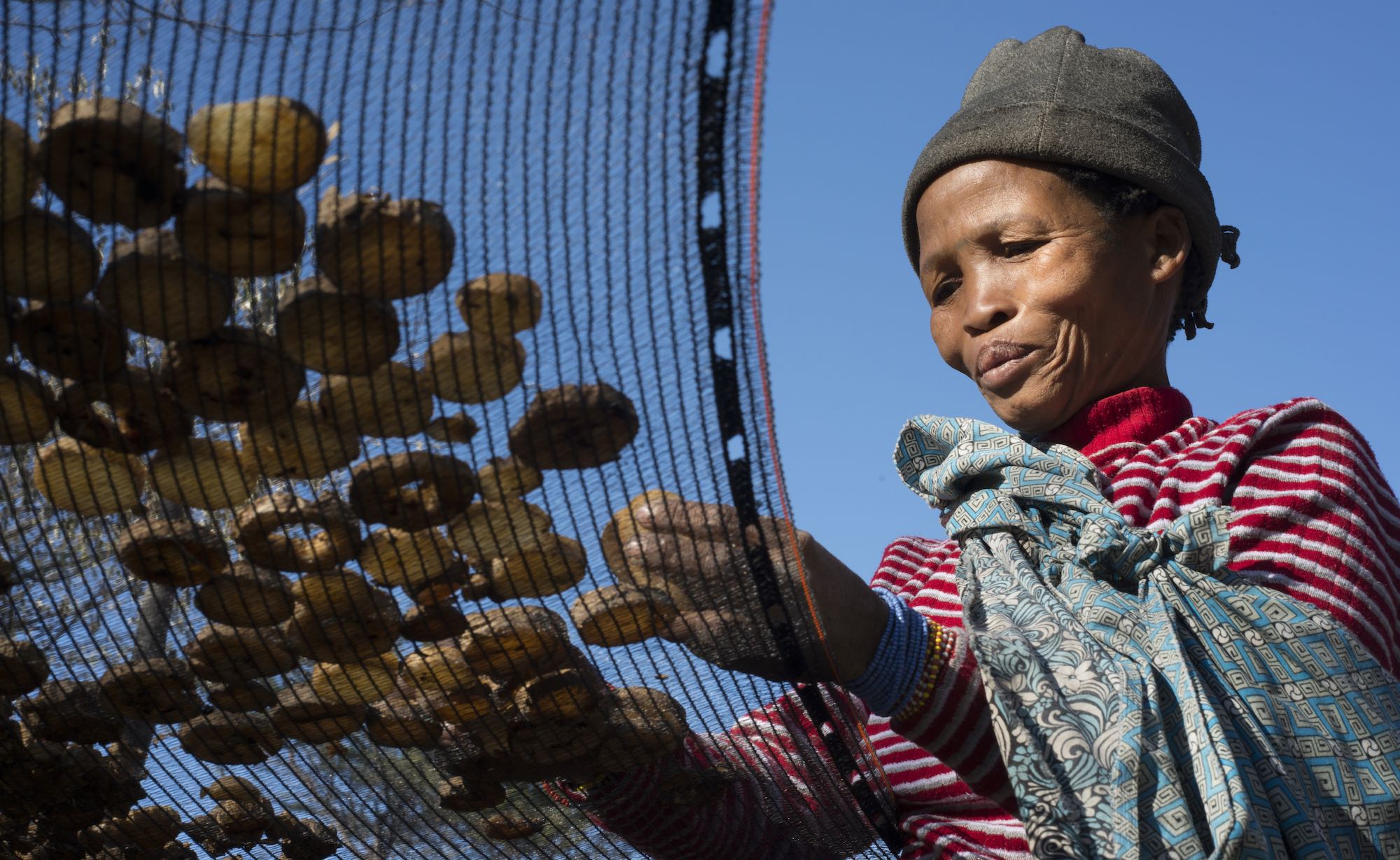 Devil's claw harvesting