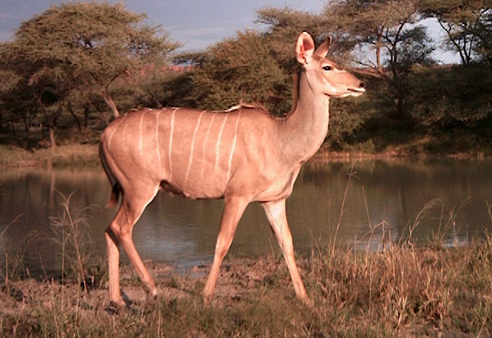 Kudu at waterhole