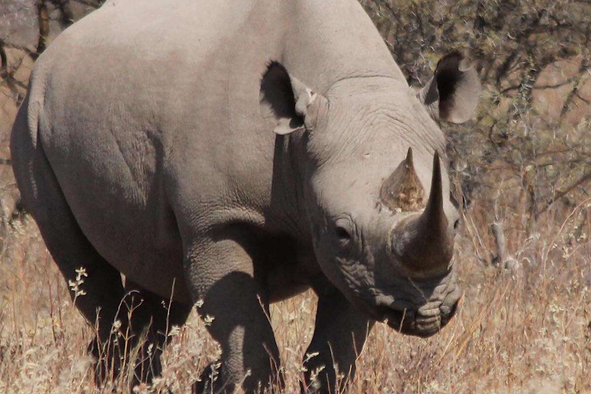 A black rhino in Etosha national park.