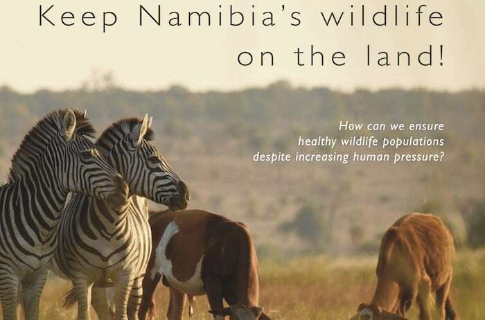 Two zebras watch cows eating nearby.