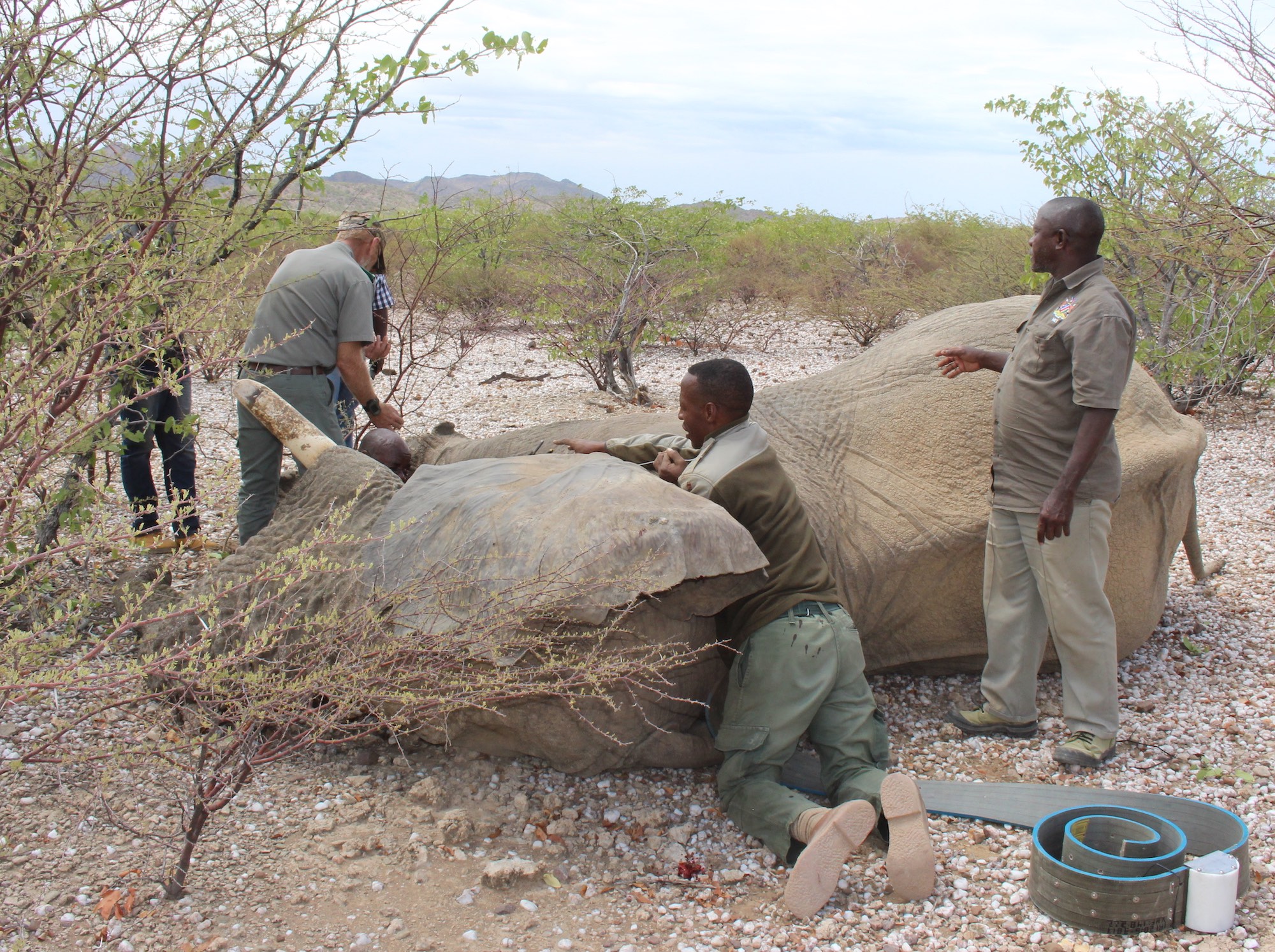 Collaring an elephant