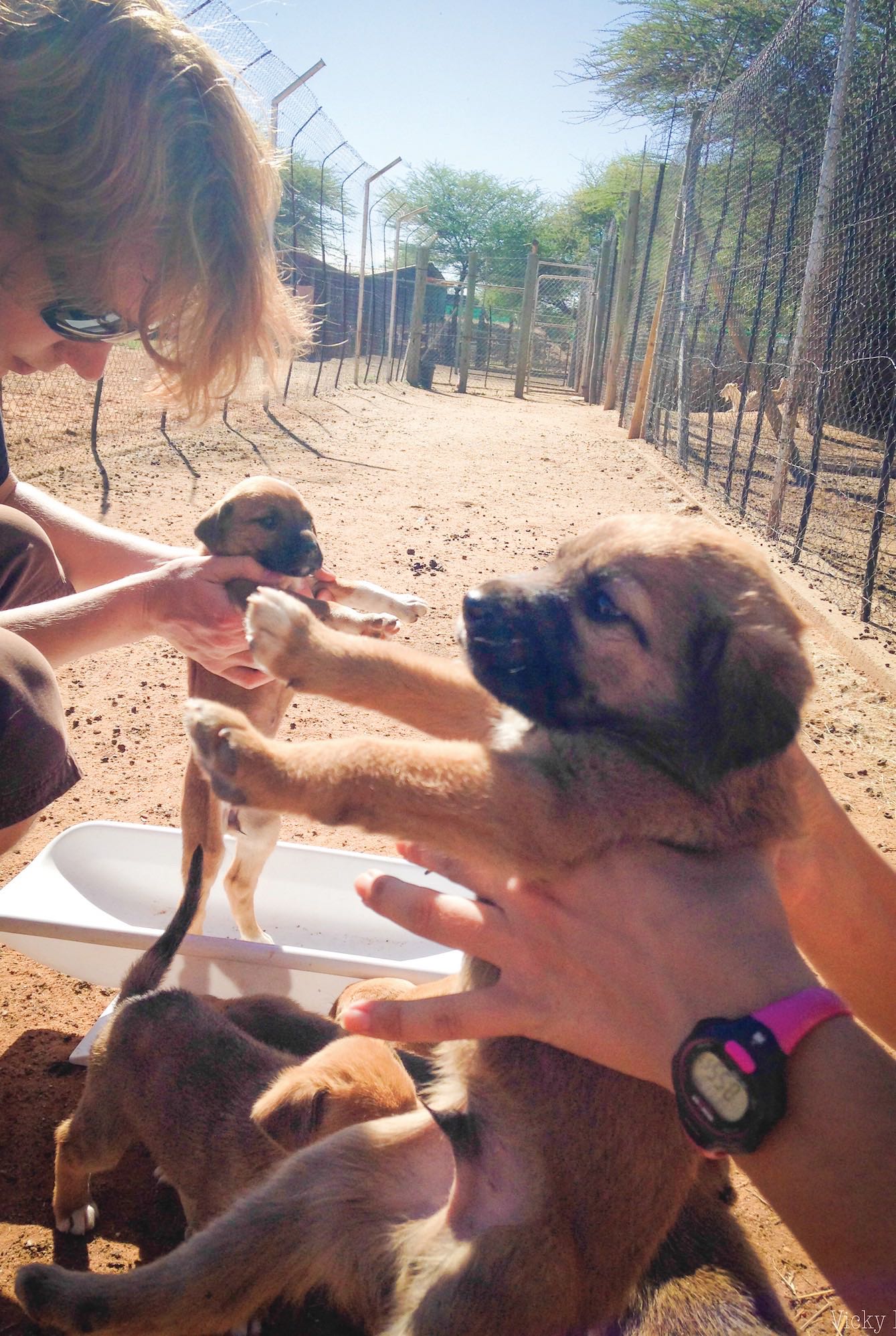 puppies being weighed