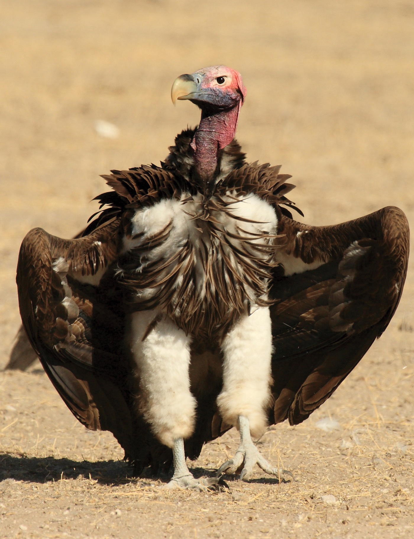 Lappet faced vulture