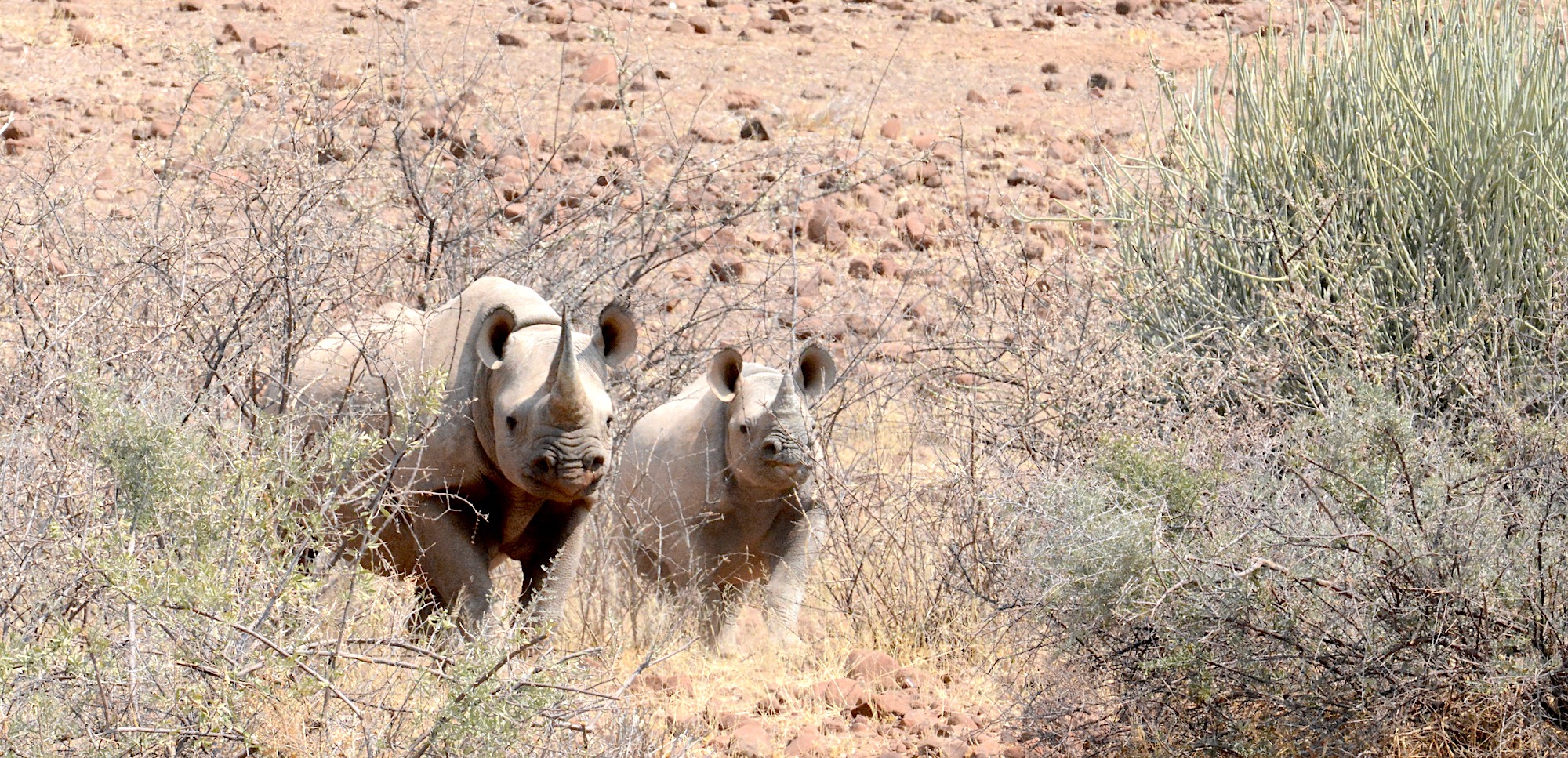 Two magnificent black rhino