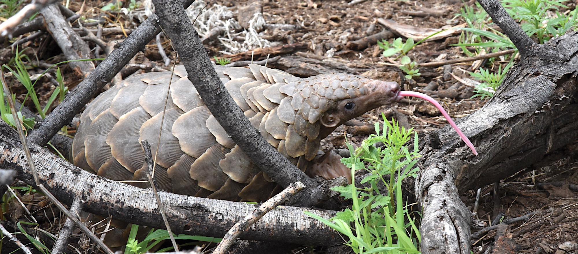 A pangolin in the Namibian bush.