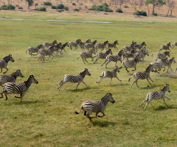 A dazzle of zebra running