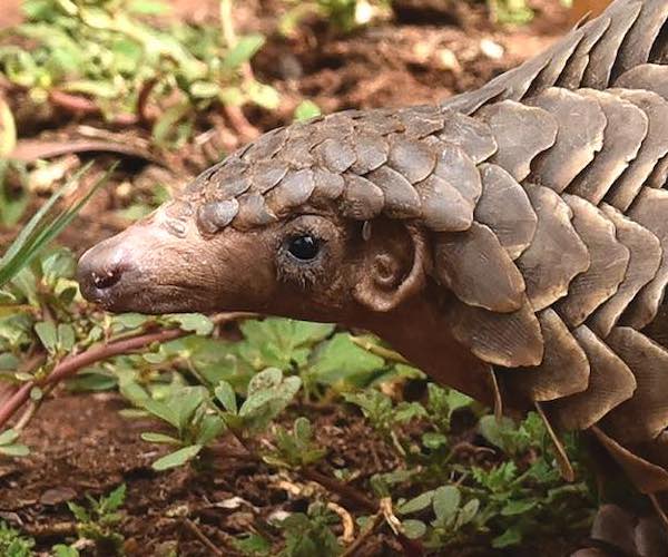 A close-up view of a Pangolin
