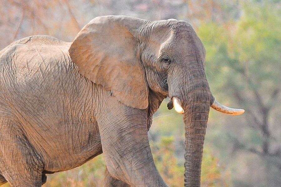 Side view of an elephant